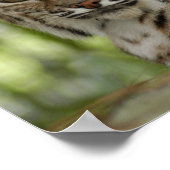 Bobcat 2_11x11 poster (Ecke)