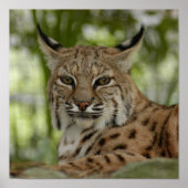 Bobcat 2_11x11 poster (Vorne)