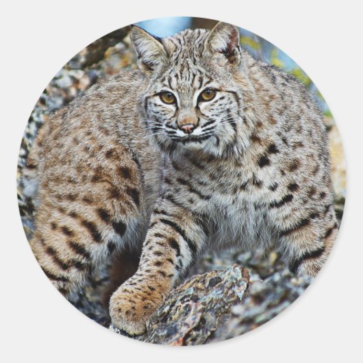 Bobcat auf den Felsen Runder Aufkleber (Vorderseite)
