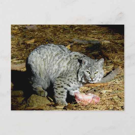 Bobcat ... Bearizona Postkarte (Vorderseite)