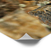 Bobcat - bereit zum Pointieren Poster (Ecke)