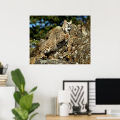 Bobcat - bereit zum Pointieren Poster (Heimbüro)