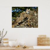 Bobcat - bereit zum Pointieren Poster (Küche)
