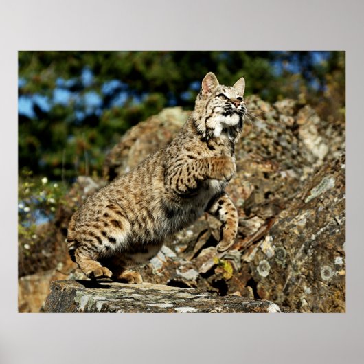 Bobcat - bereit zum Pointieren Poster (Vorne)