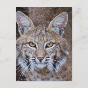 Bobcat Face Postkarte
