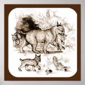 Bobcat Familie Poster (Vorne)