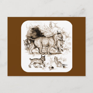 Bobcat Familie Postkarte