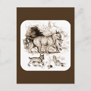 Bobcat Familie Postkarte
