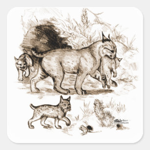 Bobcat Familie Quadratischer Aufkleber