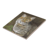 Bobcat Fliese (Seite)