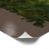 Bobcat Forest Wildlife Poster (Ecke)