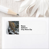 Bobcat Foto (Insitu)