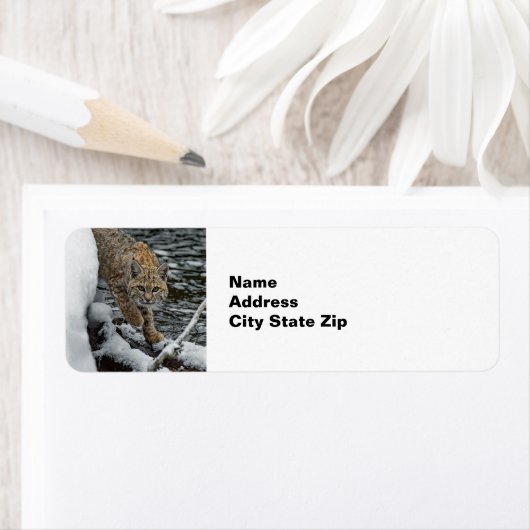 Bobcat Foto (Insitu)