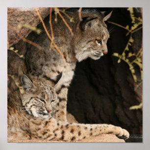 Bobcat-Foto-Druck Poster