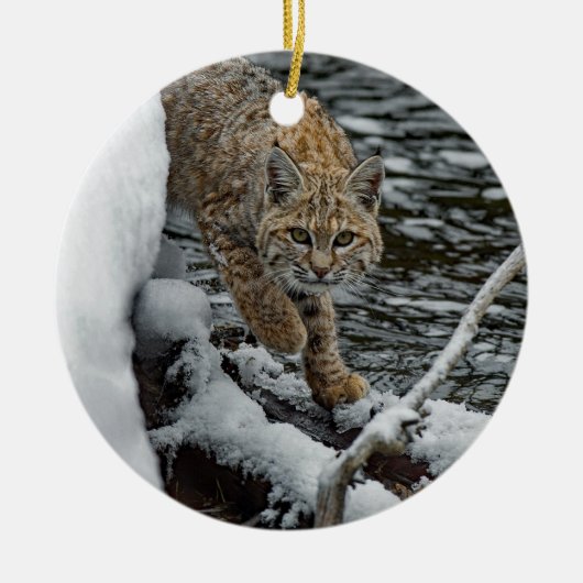 Bobcat Foto Keramik Ornament (Vorne)
