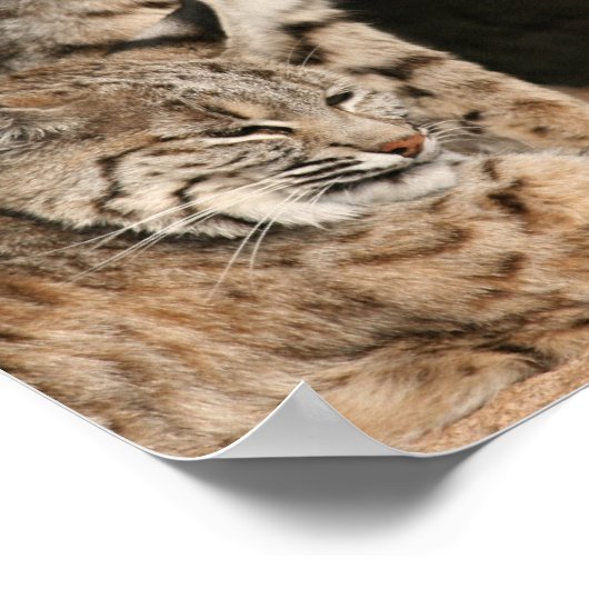 Bobcat Foto Print Poster (Ecke)