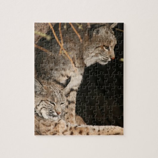 Bobcat-Foto-Puzzlespiel Puzzle (Vertikal)