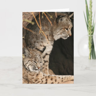Bobcat Fotos Greetigcard Karte
