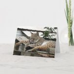 Bobcat Friends Birthday Card Karte<br><div class="desc">Bobcat Friends Birthday Card</div>