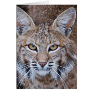 Bobcat Gesicht