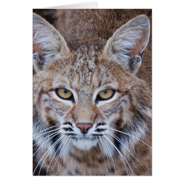 Bobcat Gesicht (Vorne)