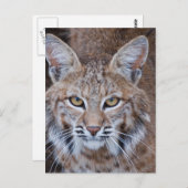 Bobcat Gesicht Postkarte (Vorne/Hinten)