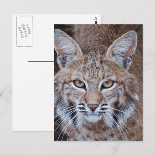 Bobcat Gesicht Postkarte (Vorne/Hinten)