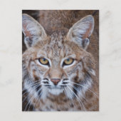 Bobcat Gesicht Postkarte (Vorderseite)