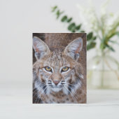 Bobcat Gesicht Postkarte (Stehend Vorderseite)