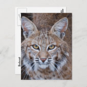 Bobcat Gesicht Postkarte (Vorne/Hinten)