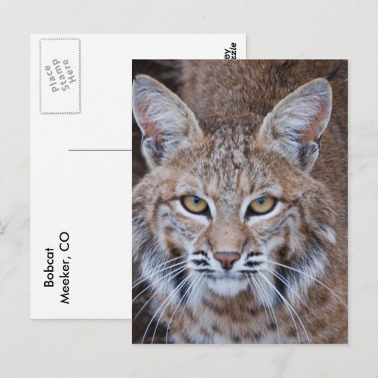 Bobcat Gesicht Postkarte (Vorne/Hinten)