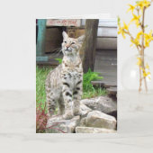 Bobcat Grußkarte Karte (Gelbe Blume)