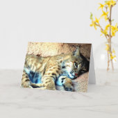 Bobcat Habitat Grußkarte Karte (Gelbe Blume)
