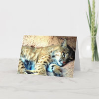 Bobcat Habitat Grußkarte