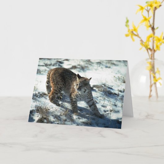 Bobcat im Schnee Karte (Gelbe Blume)