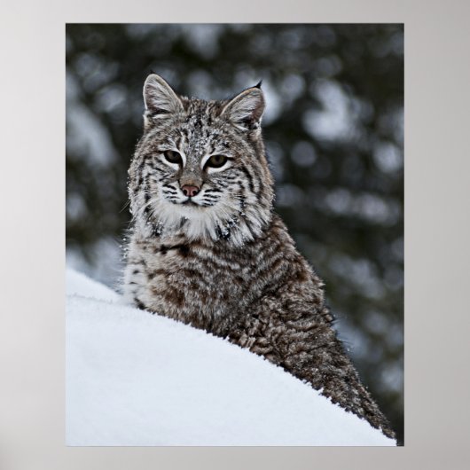 Bobcat im Schnee Poster (Vorne)