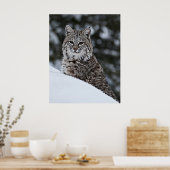 Bobcat im Schnee Poster (Küche)
