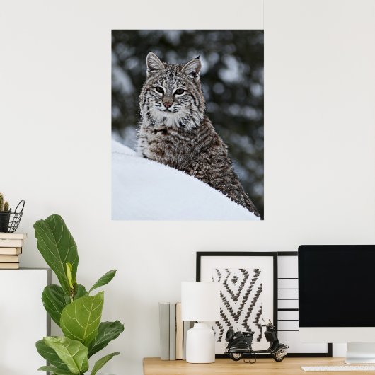 Bobcat im Schnee Poster (Heimbüro)