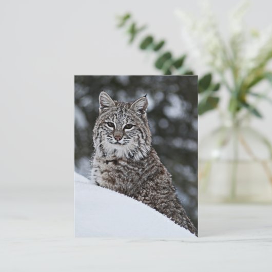 Bobcat im Schnee Postkarte (Stehend Vorderseite)