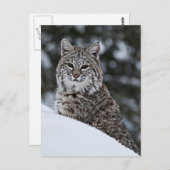 Bobcat im Schnee Postkarte (Vorne/Hinten)