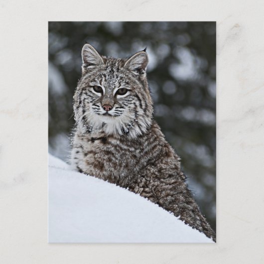 Bobcat im Schnee Postkarte (Vorderseite)