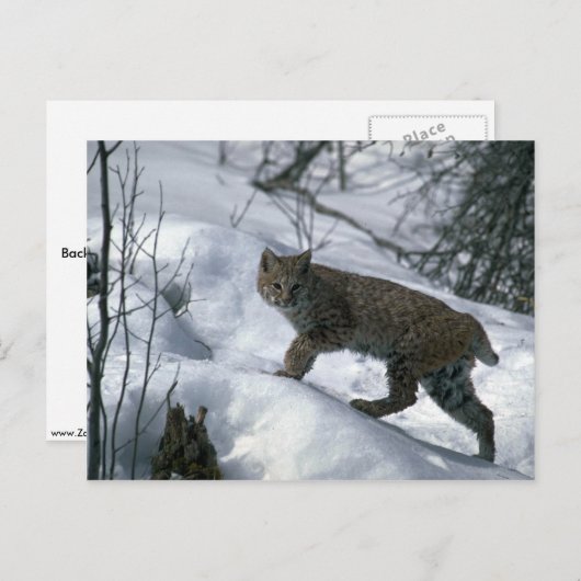 Bobcat im Schnee Postkarte (Vorne/Hinten)