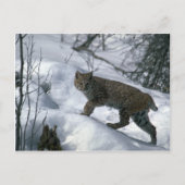 Bobcat im Schnee Postkarte (Vorderseite)