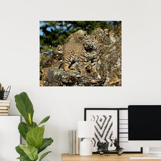 Bobcat in den Felsen Poster (Heimbüro)