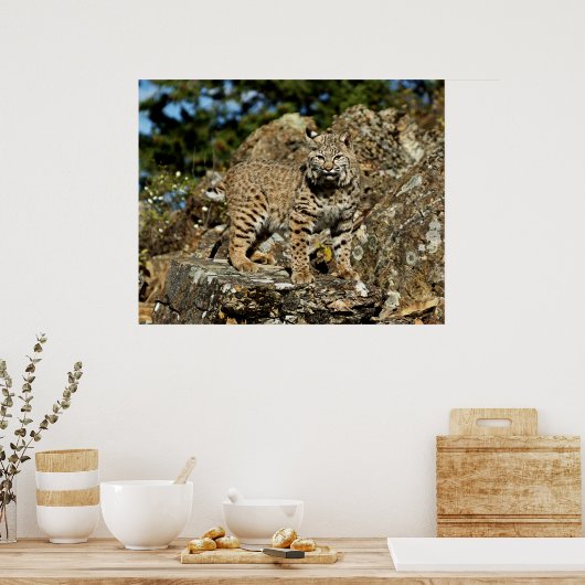 Bobcat in den Felsen Poster (Küche)