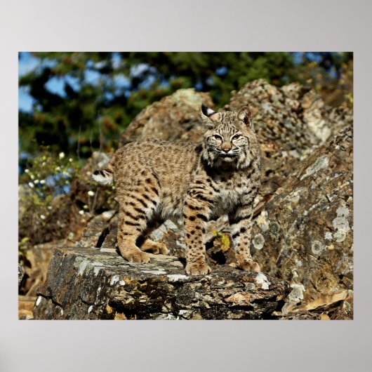 Bobcat in den Felsen Poster (Vorne)