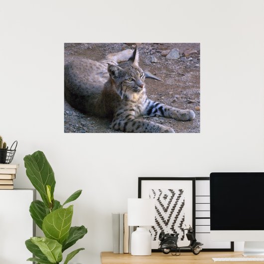 Bobcat in Sonoran-Wüste Poster (Heimbüro)