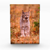 Bobcat Jagd | Herbstwald Fotoblock (Vorderseite)