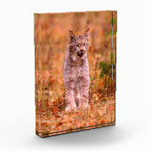 Bobcat Jagd | Herbstwald Fotoblock (Links)
