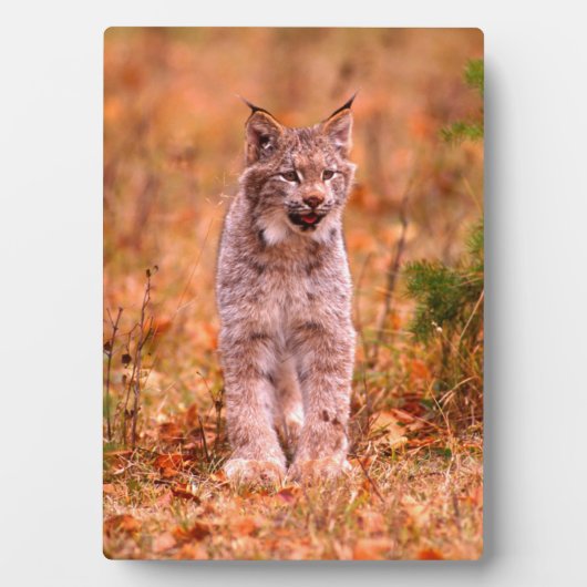 Bobcat Jagd | Herbstwald Fotoplatte (Vorderseite)